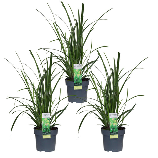 3x - Carex morrowii 'Irish Green' - ↨30cm - Ø14 