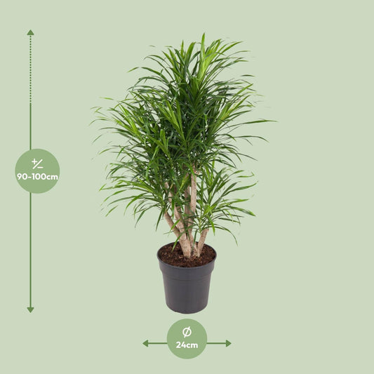 Dracaena Anita – Ø24cm – ↕100cm – Drachenbaum – Luftreinigende Zimmerpflanze – Pflegeleicht & dekorativ 