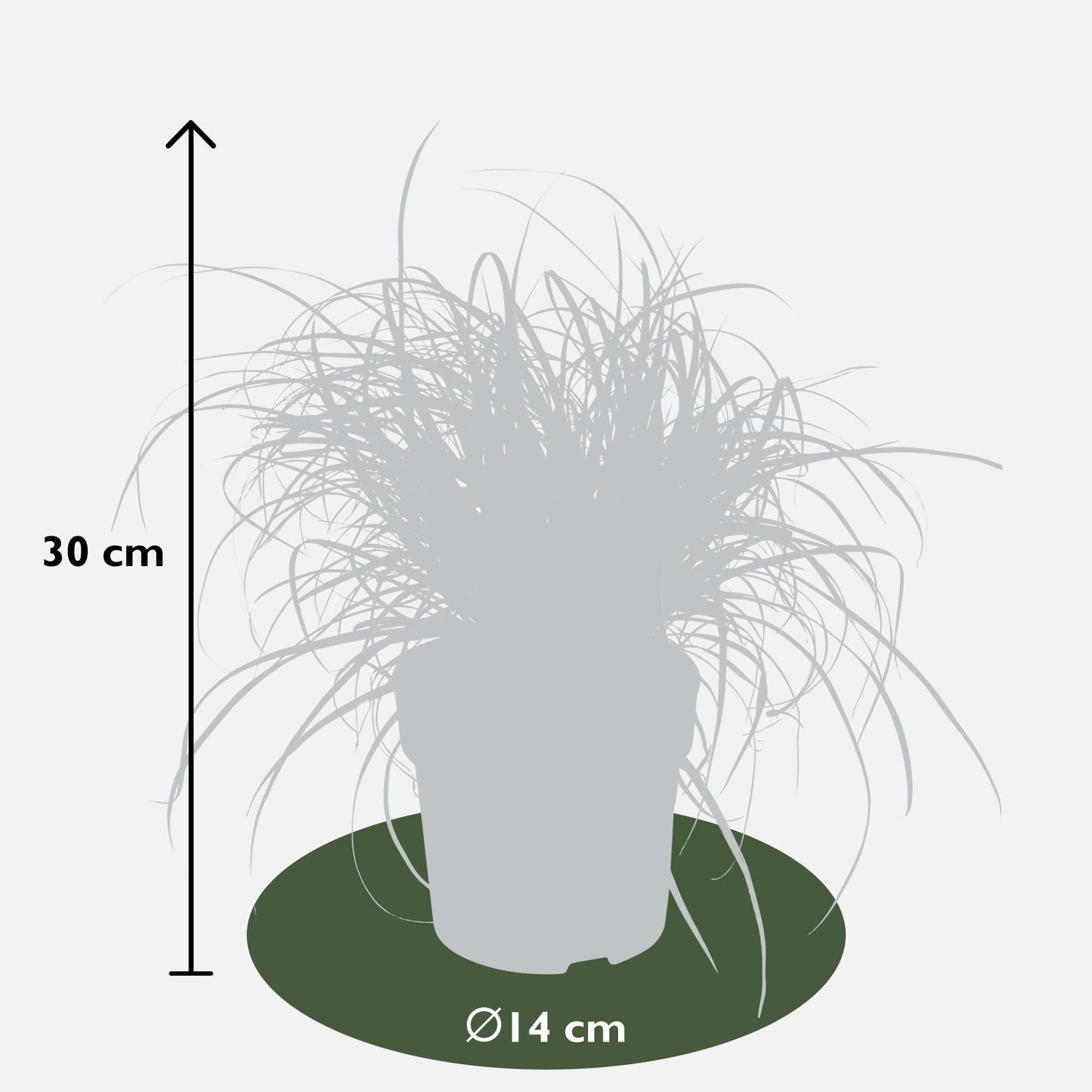 Mahagonigras - Uncinia rubra Everflame - Ø14cm - ↕30cm 