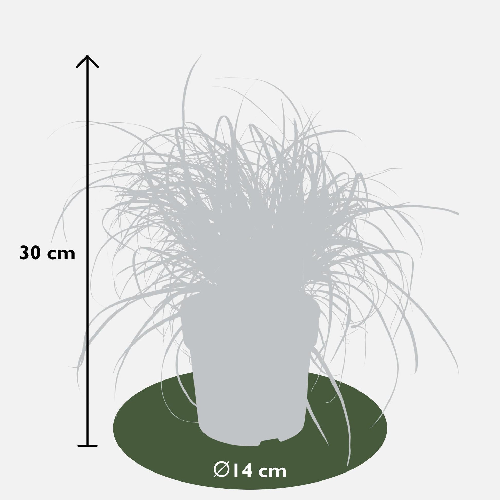 Mahagonigras - Uncinia rubra Everflame - Ø14cm - ↕30cm 