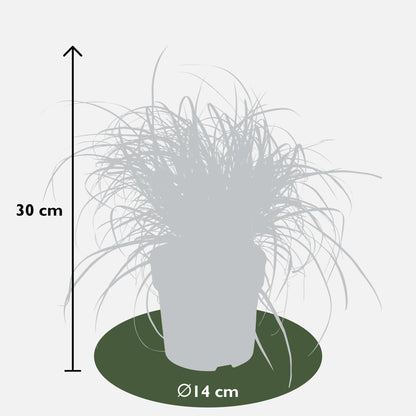 Mahagonigras - Uncinia rubra Everflame - Ø14cm - ↕30cm 