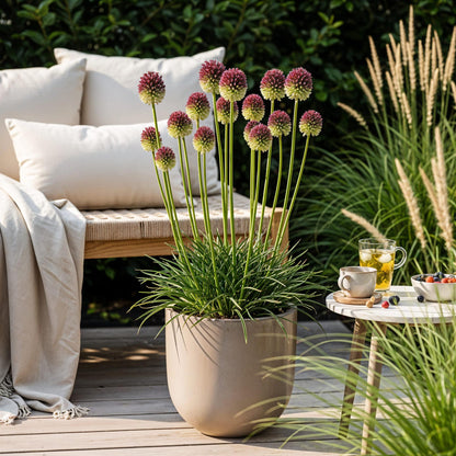 GreenboutiQ - Blumenzwiebeln - Allium Sphaerocephalon - Farbe Lila - 100 Stück - Zwiebelgröße 5/6 - XXL Pack 