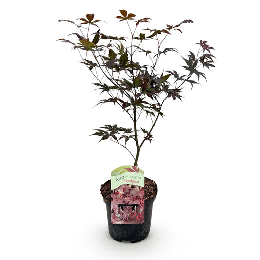 Japanischer Ahorn Acer palmatum Bloodgood – Balkonpflanze – Rot – Laubabwerfend – 19 cm – Ca. 70 cm hoch – Für Beet, Terrasse & Balkon – Auffällige Herbstfärbung 