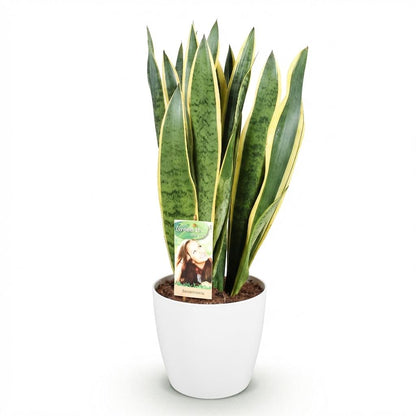 Green boutiQ - Zimmerpflanzen - Sansevieria Laurentii - Schwiegermutterzunge - Pflegeleicht - Grün - Gelb - 1 Pflanze - mit Potter Weiß - Topf 21cm - Höhe 70-80cm 