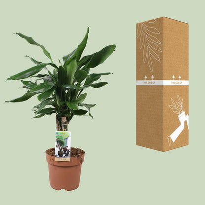 Drachenbaum - Dracaena Fagrans Steudneri Green - Zimmerpflanze - Ø17cm - ↕55cm