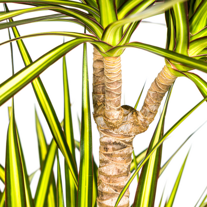 Dracaena Marginata Sunray mit Korb Ø24cm - ↕130 - 150cm 