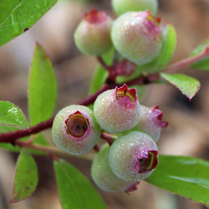 Green boutiQ - Fruit plant - Vaccinium cor. Pink Lemonade - Pink Blueberry - Winter-hardy - Pink Berry - 2 Plants - Pot 15cm - Height 50cm 