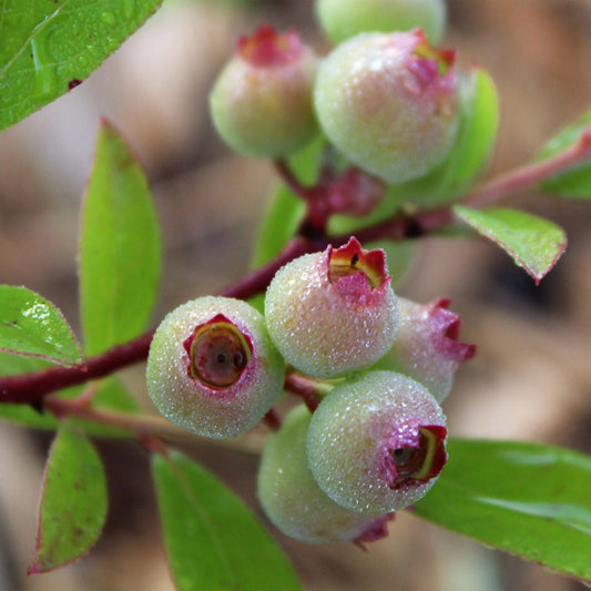 Green boutiQ - Fruit plant - Vaccinium cor. Pink Lemonade - Pink Blueberry - Winter-hardy - Pink Berry - 2 Plants - Pot 15cm - Height 50cm 