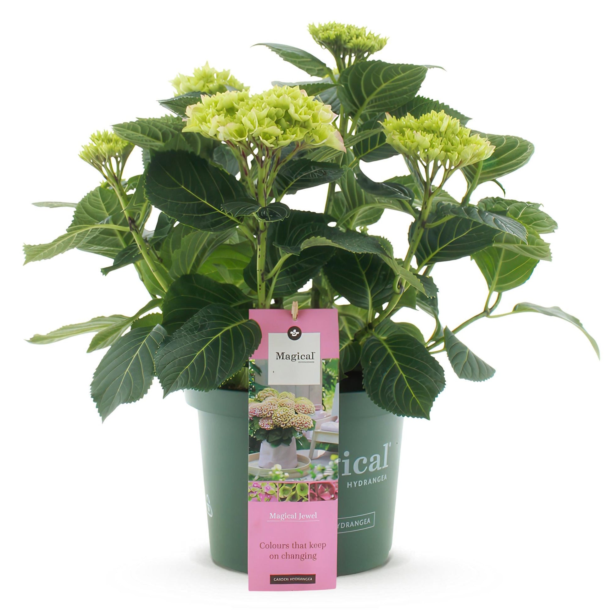 Hortensie Magical Jewel Pink – Hydrangea macrophylla – Rosa – Balkonpflanze – Im 23 cm Topf – Ca. 55 cm hoch – 6–10 Blüten – Für Balkon, Terrasse & Beet – Reichblühend & Farbakzent 