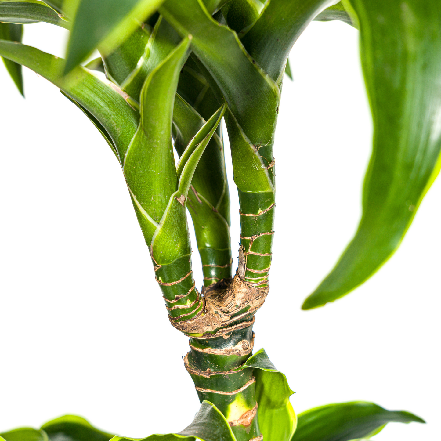 Dracaena Deremensis Dorado mit Korb Ø24cm - ↕120 - 140cm 