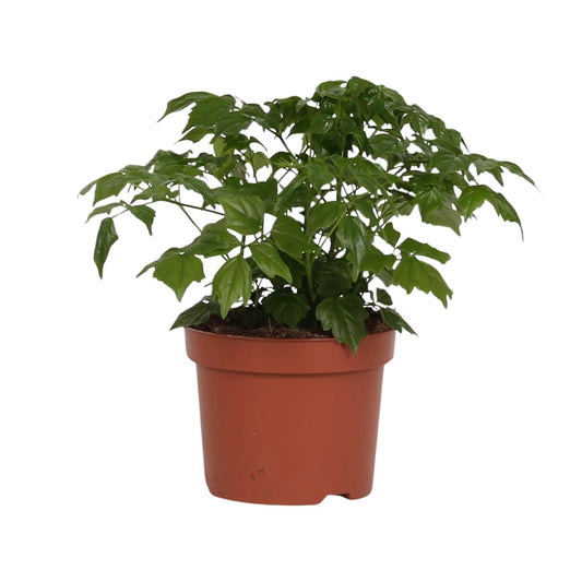 Zimmeresche - Radermachera Sinica - Zimmerpflanze - Ø12cm - ↕27cm