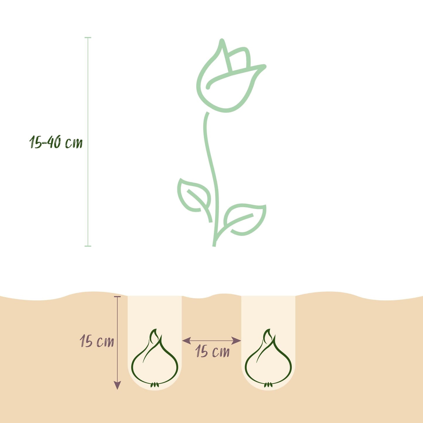 GreenboutiQ - Blumenzwiebeln - Bulbs From Holland - Verschiedene Farben - 125 Stück - Geschenkverpackung 