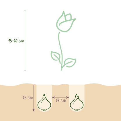 GreenboutiQ - Blumenzwiebeln - Bulbs From Holland - Verschiedene Farben - 125 Stück - Geschenkverpackung 