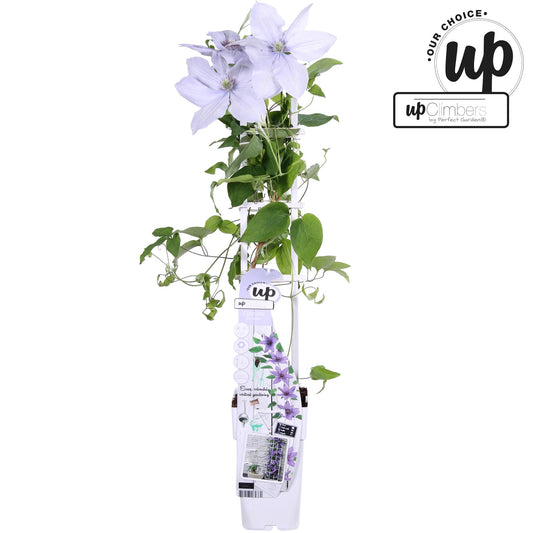 Waldrebe - Clematis Bernadine - Clematis Evison Flieder
