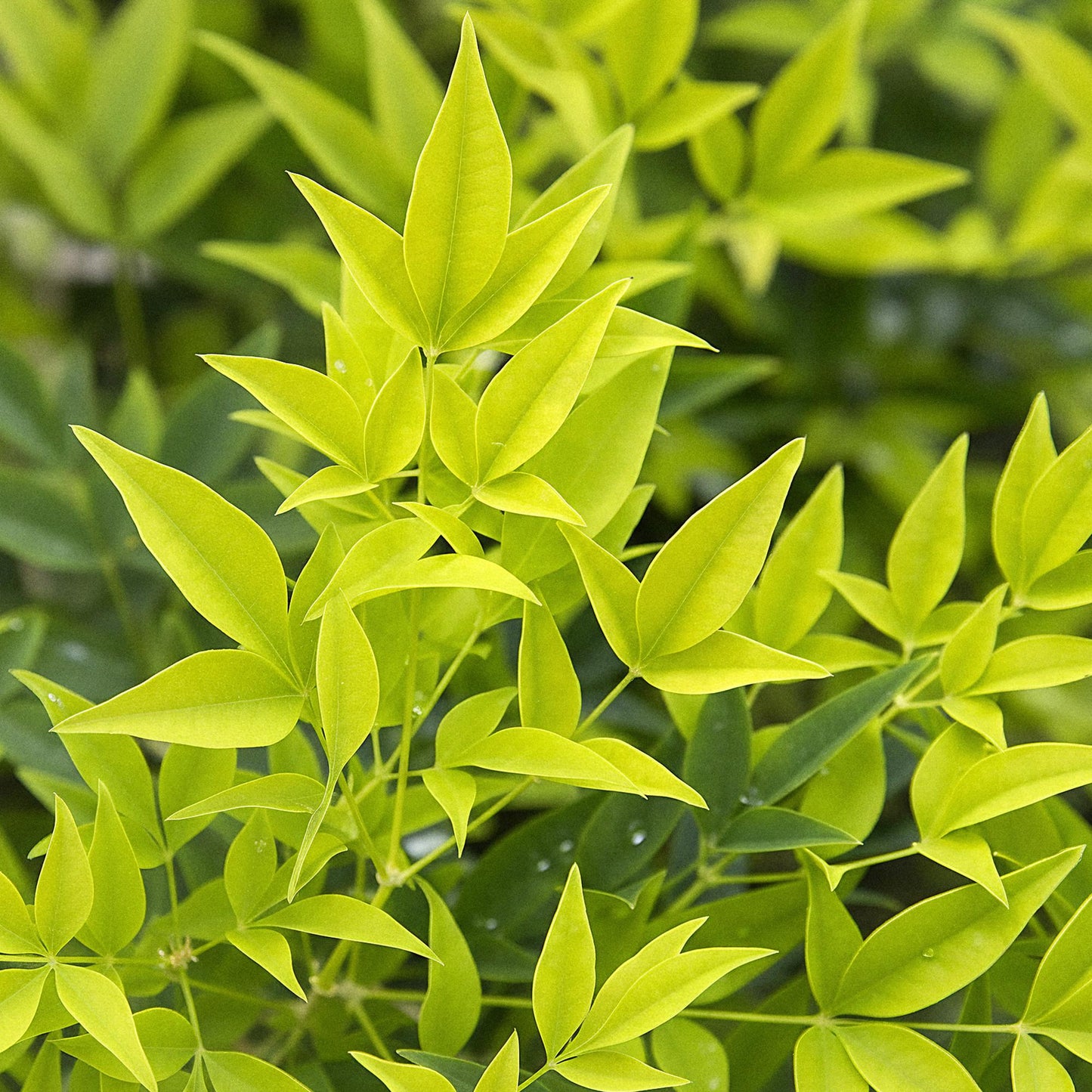 GreenboutiQ - Gartenpflanze - Nandina Lemon & Lime - Gelb - 2 Pflanzen - Immergrün - Wenig Pflege - Topf 17cm Höhe 45cm 