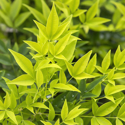 GreenboutiQ - Gartenpflanze - Nandina Lemon & Lime - Gelb - 2 Pflanzen - Immergrün - Wenig Pflege - Topf 17cm Höhe 45cm 