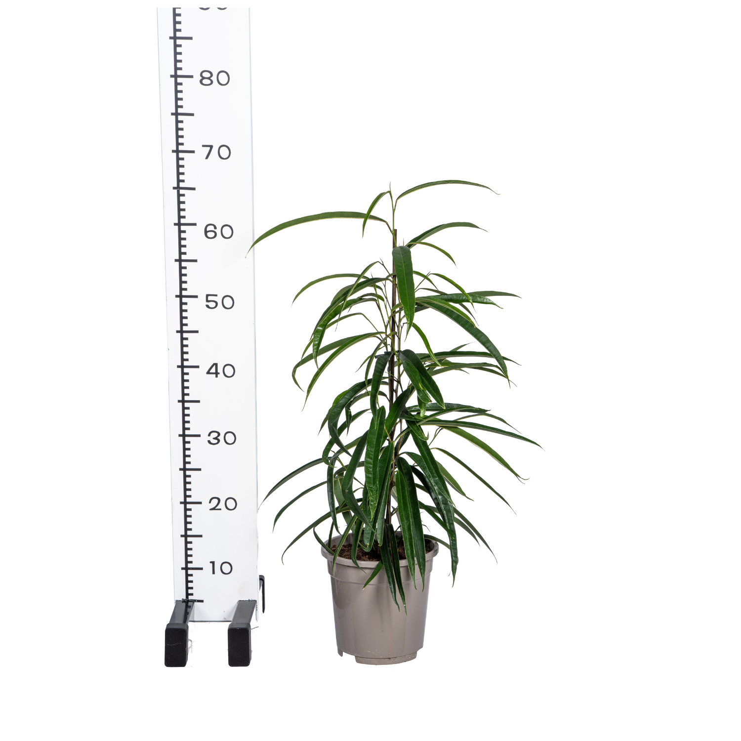 Ficus Binnendijkii Alii Ø17cm - ↕60 - 80cm 