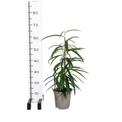 Ficus Binnendijkii Alii Ø17cm - ↕60 - 80cm 