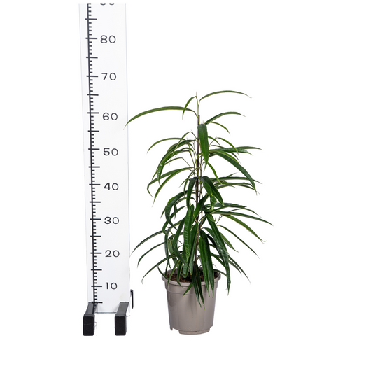 Ficus Binnendijkii Alii Ø17cm - ↕60 - 80cm 