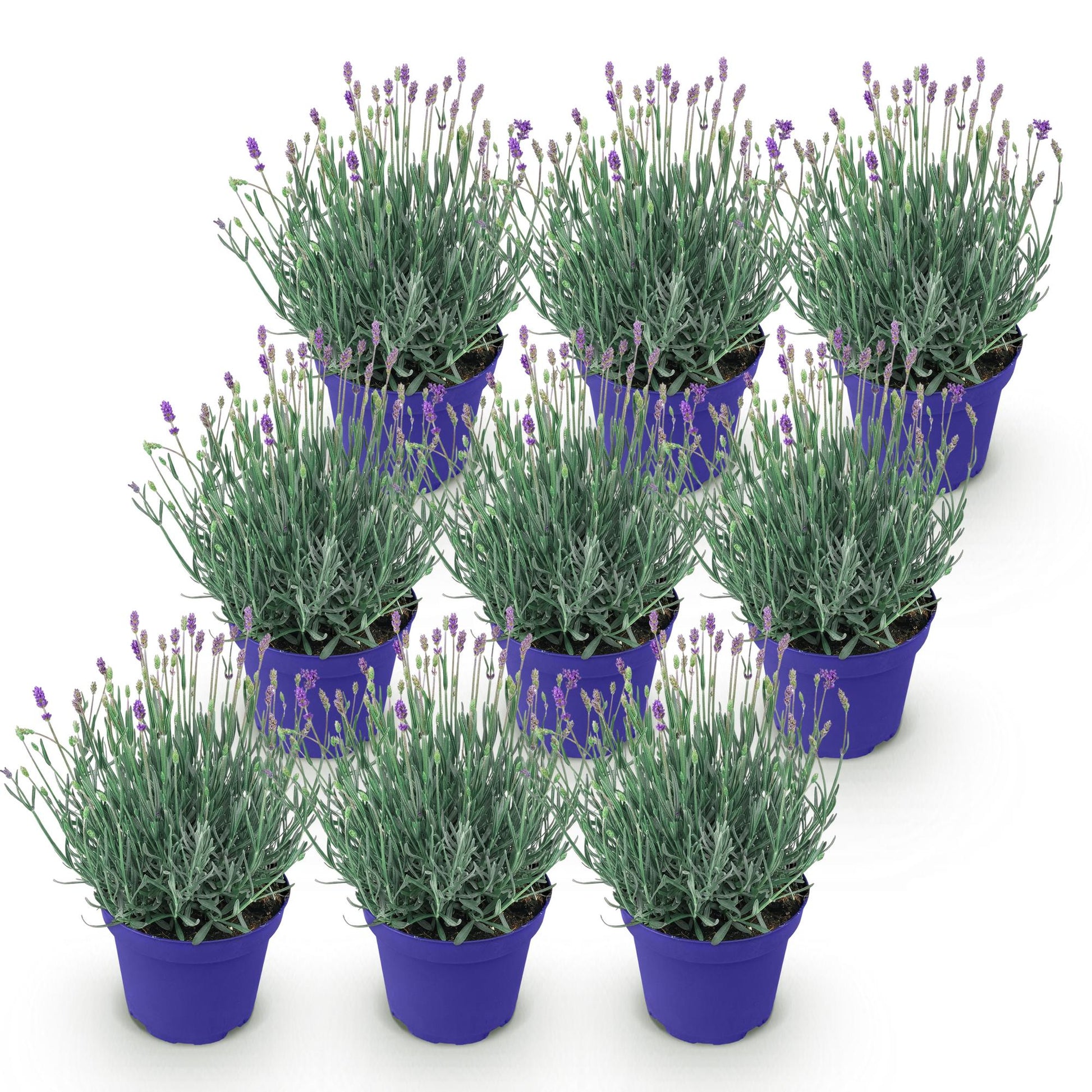 Green boutiQ - Gartenpflanze - Lavandula angustifolia Hidcote - Lavendel - Winterhart - Lila - 9 Pflanzen - Topf 12cm - Höhe 15-25cm 