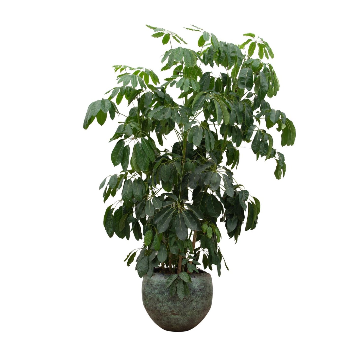 Schefflera Amate XL - 220 cm - ø45 