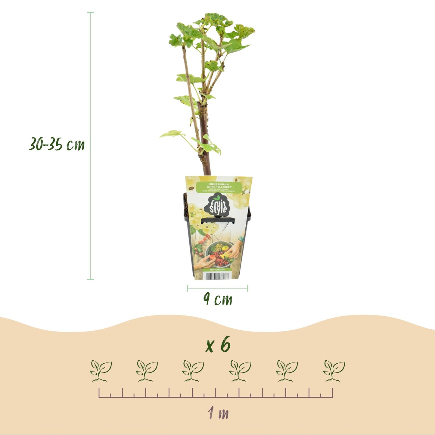 Weiße Johannisbeere Ribes rubrum Witte Hollander winterhart 3 Pflanzen Ø9cm Höhe30cm – Aromatische helle Beeren für Garten Beet Balkon & Terrasse 