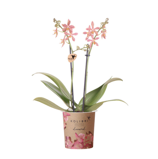 Kolibri Orchideen | orangefarbene Phalaenopsis-Orchidee – Spider – Topfgröße Ø9 cm | blühende Zimmerpflanze – frisch vom Züchter 
