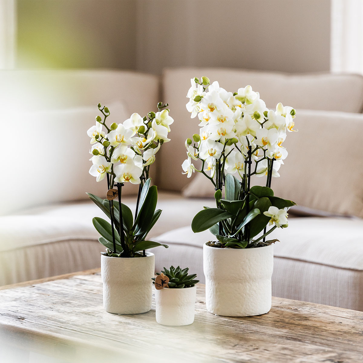 Rustic Zierpflanztopf - White - Ø9cm – Minimalistischer Dekotopf im Slow Living Stil – Natürliche, ruhige Wohnatmosphäre 