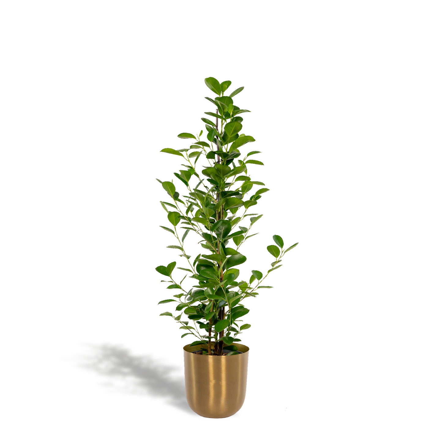 Ficus microcarpa Moclame - Ø21cm - ↕95cm + Topf Mayk Gold 