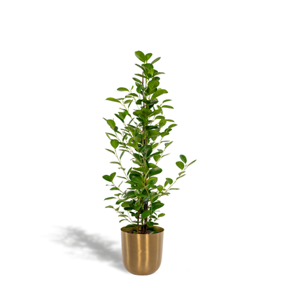Ficus microcarpa Moclame - Ø21cm - ↕95cm + Topf Mayk Gold 