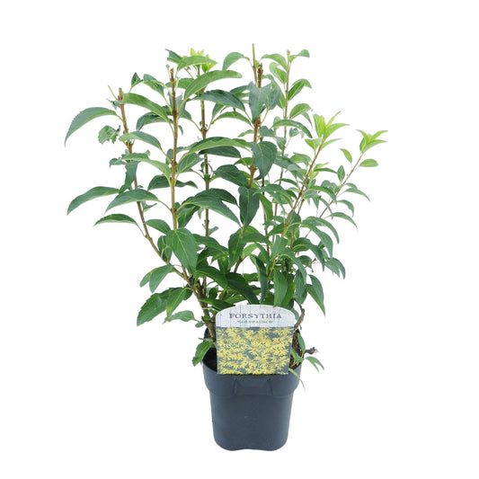 GreenboutiQ - Sträucher - Forsythia intermedia Goldrauch - Blüte Gelb - 1 Pflanze - Laubabwerfend - Wenig Pflege - Topf 17cm Höhe 45cm 
