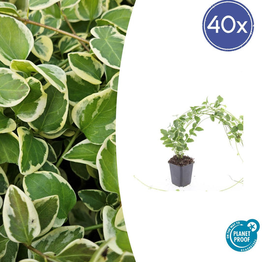 Kleines Immergrün Vinca major 'Variegata' – ↕10-25cm – Ø9cm – 40 Pflanzen – Immergrün & Bunt – Bodendecker – Schattentauglich – Pflegeleicht