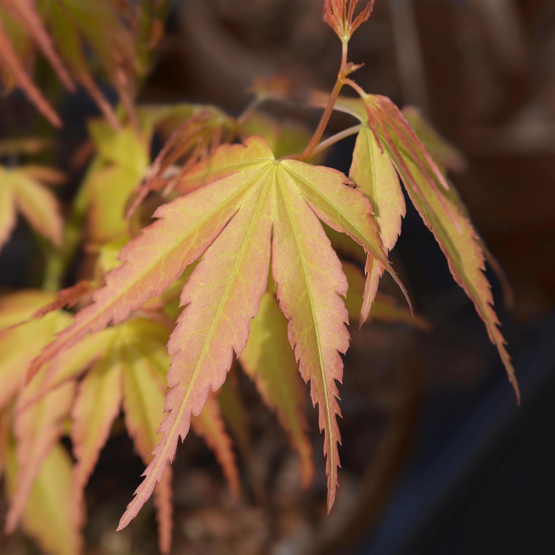 GreenboutiQ - Gartenpflanze - Acer palmatum Katsura - Orange - 1 Pflanze - Laubabwerfend - Wenig Pflege - Topf 12cm Höhe 35cm 