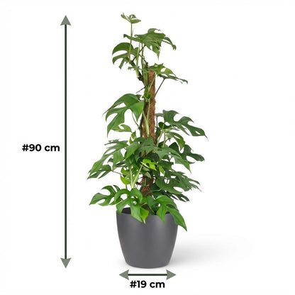Monstera Minima am Moosstab 90cm – Mini Fensterblatt Zimmerpflanze im grauen Übertopf Ø19cm – tropische Lochblätter – pflegeleicht für Wohnung & Büro, ideal bei Halbschatten, moderat gießen 