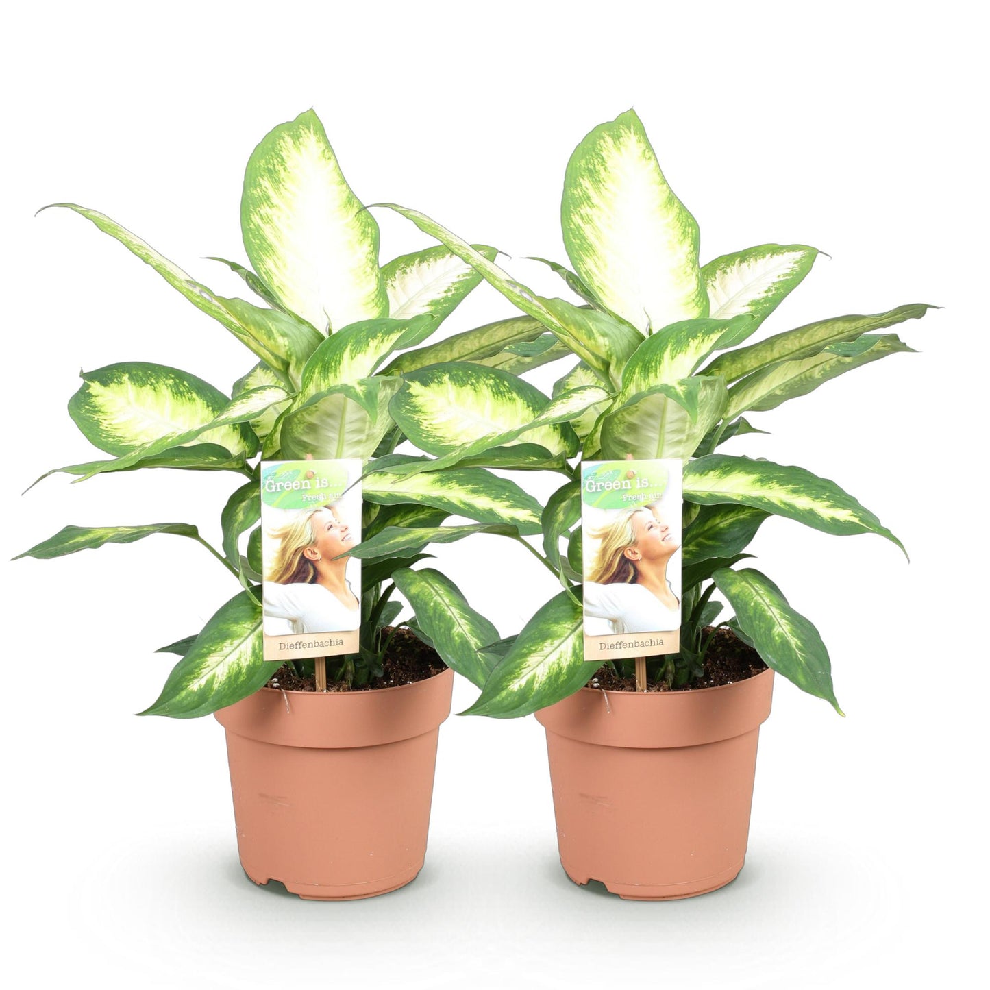 Green boutiQ - Zimmerpflanzen - Diefenbachia Camilla - Dieffenbachia - Wenig Pflege - Bunt - 2 Pflanzen - Topf 17cm - Höhe 45-50cm 