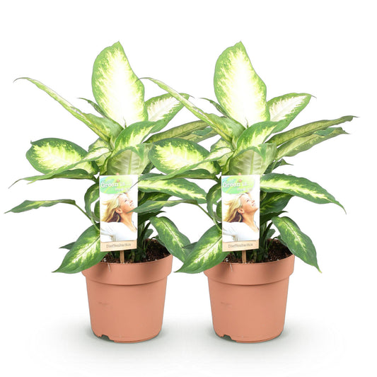 Green boutiQ - Zimmerpflanzen - Diefenbachia Camilla - Dieffenbachia - Wenig Pflege - Bunt - 2 Pflanzen - Topf 17cm - Höhe 45-50cm 