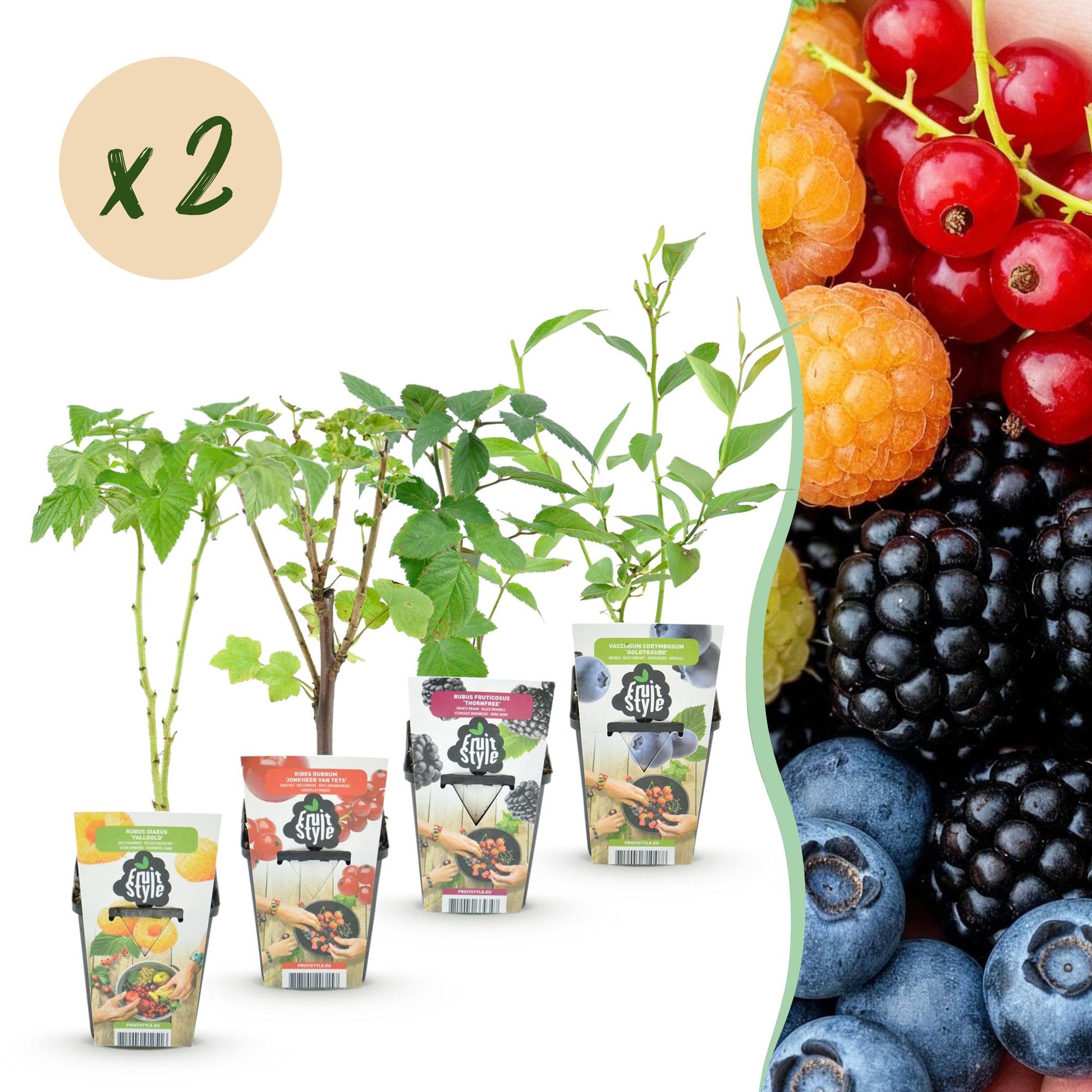 Obstpflanzen Set 8 Pflanzen Höhe 30cm  Ø9cm – Rote Johannisbeere Gelbe Himbeere Schwarze Brombeere Blaubeere – winterhart 