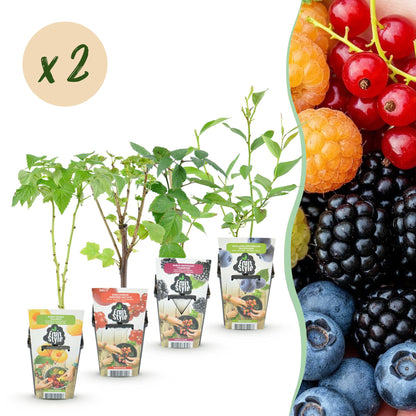 Obstpflanzen Set 8 Pflanzen Höhe 30cm  Ø9cm – Rote Johannisbeere Gelbe Himbeere Schwarze Brombeere Blaubeere – winterhart 