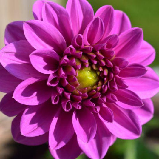 Blumenzwiebel - Dahlie - Blue bell - Knollen für 2 m² - große breite Blütenblätter - 12 Stück