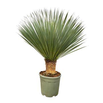 Palmlilie - Yucca Rostrata - Zimmerpflanze - 120 cm