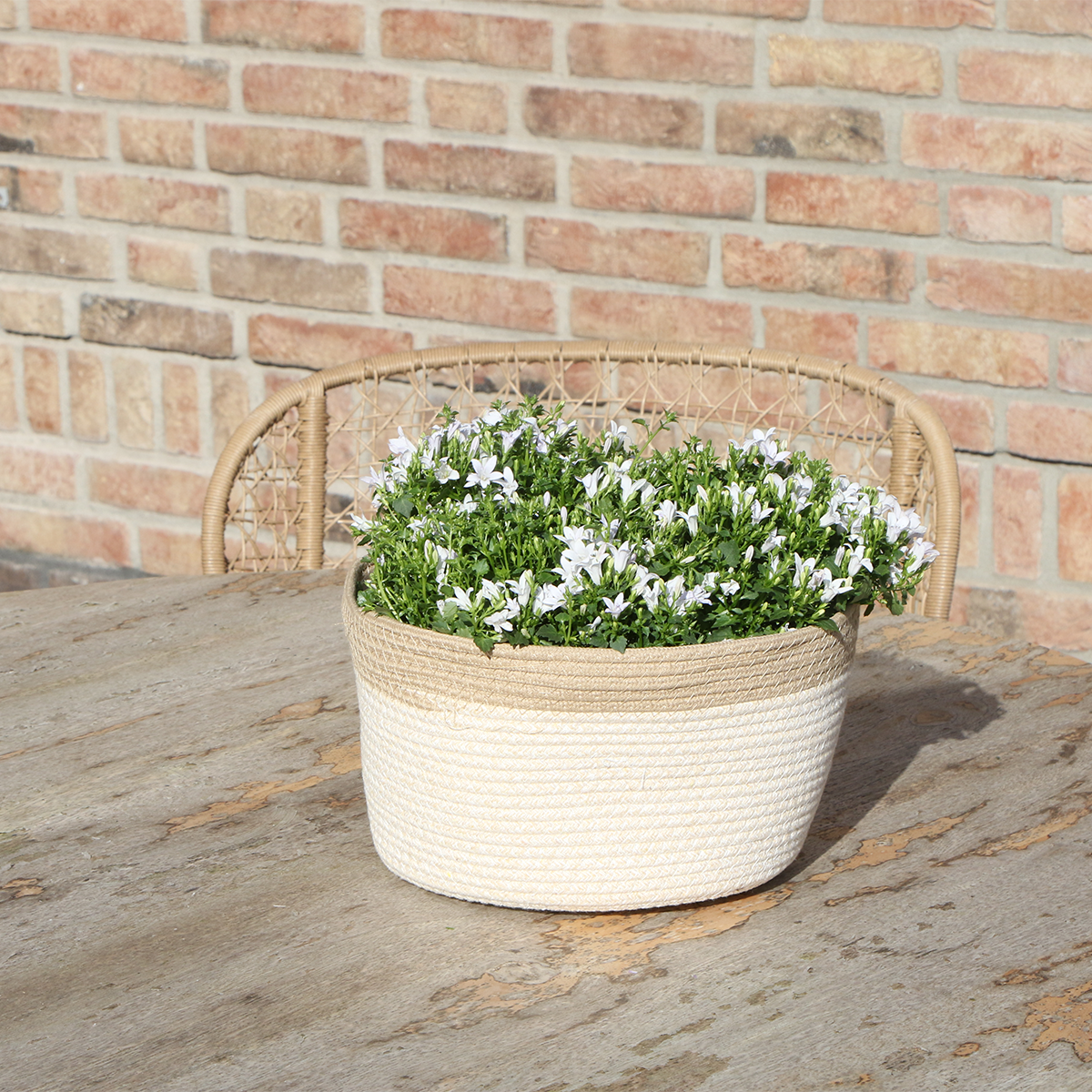 Campanula Addenda Ambella weiß - Baumwollschale mit Campanula mit Bewässerungssystem - 3 Stück - Glockenblume weiß - Topfgröße 12cm 