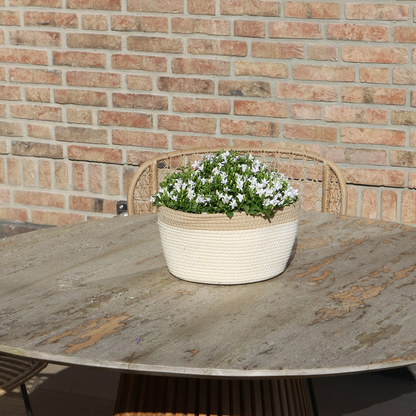 Campanula Addenda Ambella weiß - Baumwollschale mit Campanula mit Bewässerungssystem - 3 Stück - Glockenblume weiß - Topfgröße 12cm 