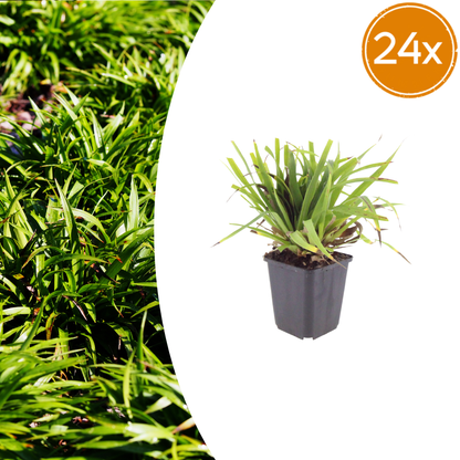 Luzula sylvatica Wald-Hainsimse – 24 Pflanzen Ø9cm – Höhe10-25cm – Immergrüner Bodendecker für Schatten & Unterpflanzung – Winterhart pflegeleicht – Flächenpflanzung