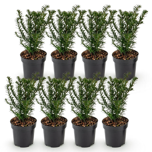 Europäische Eibe – Taxus baccata – 8 Heckenpflanzen – Topf Ø9cm – Höhe 20-30cm – Winterhart & immergrün