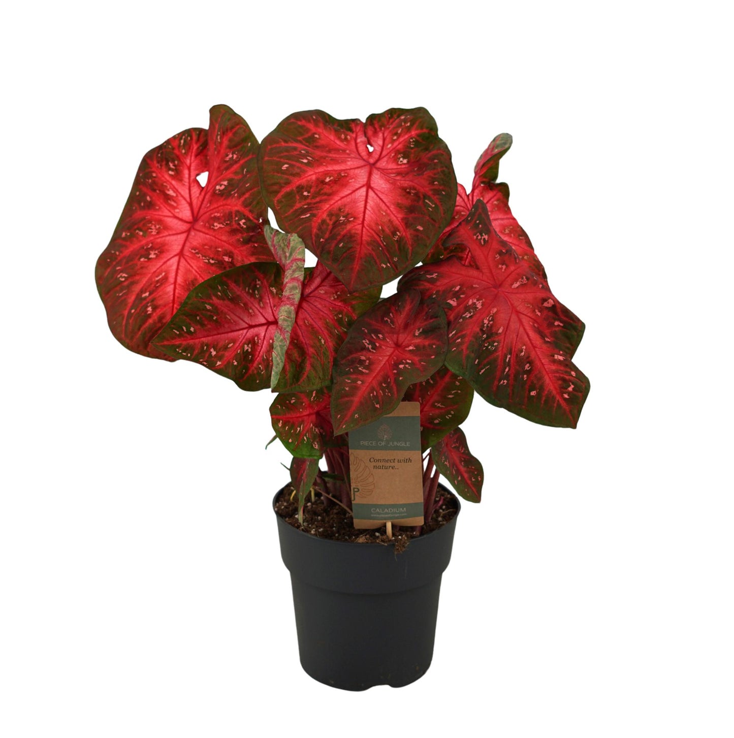 Kaladie - Caladium Red Flash - Zimmerpflanze - 60cm - Ø21cm