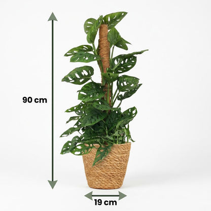Monstera Adansonii Monkey Mask am Moosstab Fensterblatt 90cm – Zimmerpflanze mit Lochblättern im Korb Ø19cm – Kletterpflanze pflegeleicht, tropischer Look für Wohnung & Büro, ideal bei Halbschatten 