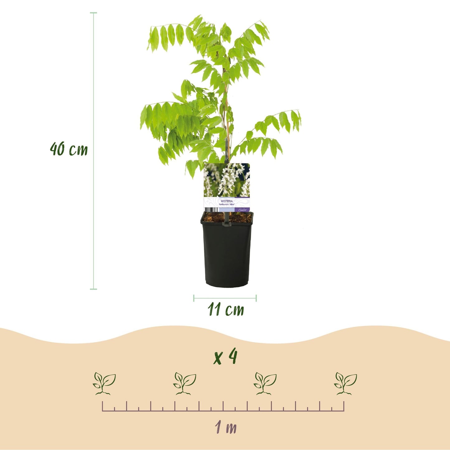 Blauregen Wisteria floribunda Tricolour – Blau, Rosa & Weiß – 3 Pflanzen – 11 cm x H40 cm – Duftend & Kletterpflanze – Für Pergolen, Zäune & Wände 
