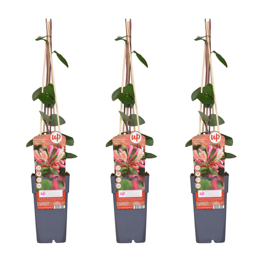 Waldgeißblatt - Lonicera periclymenum 'Belgica' - ↨65cm - Ø15cm - 3 Stück