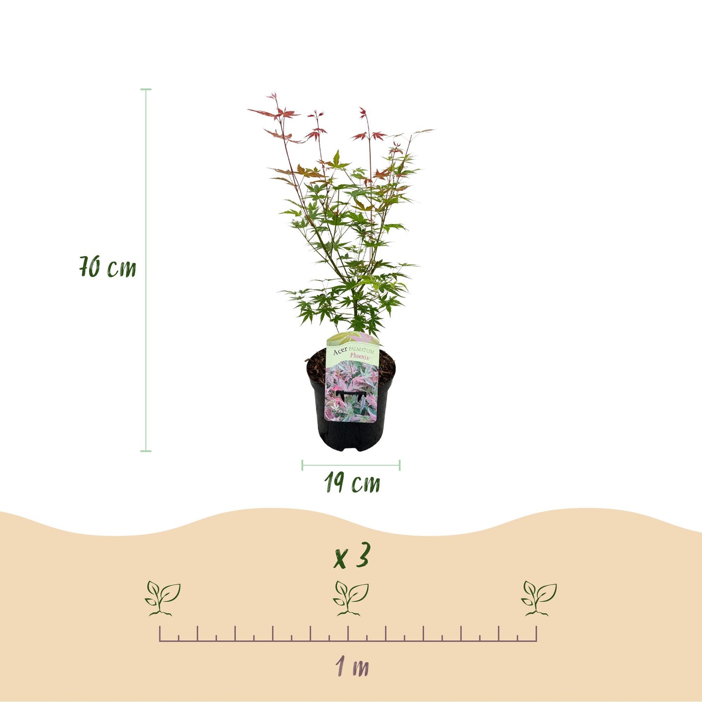 Japanischer Ahorn Acer palmatum 'Phoenix' – Rosa-Rot – Balkon- & Gartenpflanze – Ø19 cm Topf – Ca. 70 cm hoch – Handförmiges Laub mit intensiver Herbstfärbung