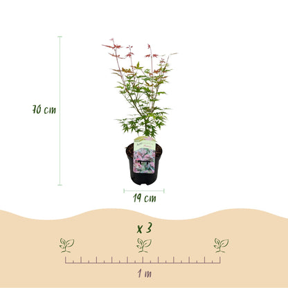 Japanischer Ahorn Acer palmatum 'Phoenix' – Rosa-Rot – Balkon- & Gartenpflanze – Ø19 cm Topf – Ca. 70 cm hoch – Handförmiges Laub mit intensiver Herbstfärbung